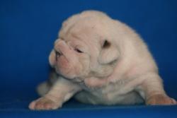 venta de cachorros bulldog con REGISTRADOS 


            


            