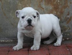 Bulldog