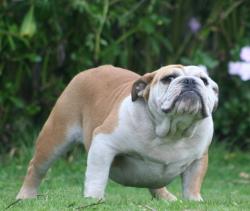 bulldog