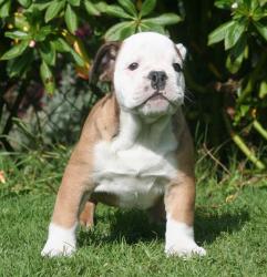 Cachorros de raza Bulldog Ingles para la venta del criadero Nutibara Bulldogs -Pet shop Special Dogs 

            


            