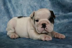 ESPECTACULARES BULLDOG INGLES PARA LA VENTA 100% PUROS


            


            