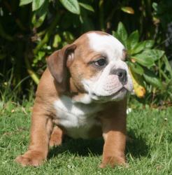             
Cachorros de raza Bulldog Ingles para la venta del criadero Nutibara Bulldogs -Pet shop Special Dogs 

            


            


            
