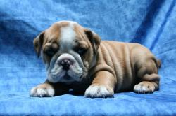 Cachorros de la raza Bulldog para la Venta 



            


            