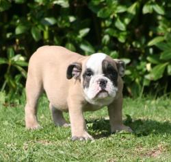 Cachorros de raza bulldog ingles  para la venta del criadero Nutibarabulldogs


            


            