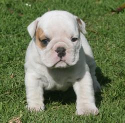 Cachorros de raza Bulldog Ingles para la venta del criadero Nutibara Bulldogs -Pet shop Special Dogs 




            


            