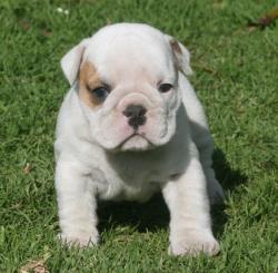 Bulldog