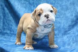             
Cachorros para la venta de Bulldog Ingles

            


            


            