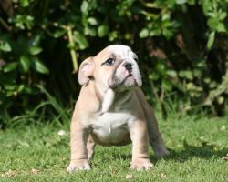 cachorros para la venta de bulldog ingles del criadero Nutibara Bulldogs


            


            