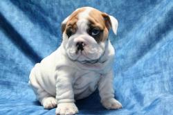 Cachorros de la raza Bulldog para la Venta 




            


            