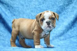 Cachorros de la raza Bulldog para la Venta 


            


            