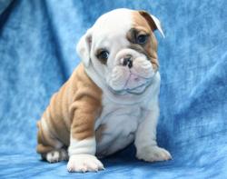 Cachorros de la raza Bulldog para la Venta 


            


            