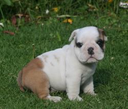 Cachorros de raza Bulldog Ingles para la venta del criadero Nutibara Bulldogs -Pet shop Special Dogs 



            


            