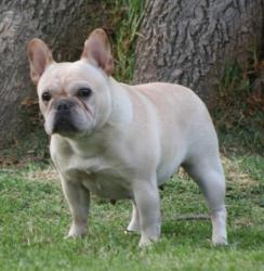 EJEMPLAR DE RAZA BULLDOG INGLES DEL CRIADERO NUTIBARA BULLDOGS               