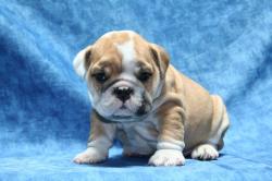 

Cachorros de la raza Bulldog para la Venta 

            


            