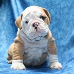 Cachorros de la raza Bulldog para la Venta 



            


            