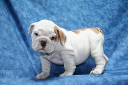 Cachorros de la raza Bulldog para la Venta 



            


            