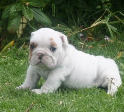 Cachorros de raza Bulldog Ingles para la venta del criadero Nutibara Bulldogs -Pet shop Special Dogs 


            


            