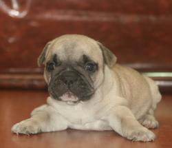 Cachorros de raza Bulldog Ingles para la venta del criadero Nutibara Bulldogs -Pet shop Special Dogs 


            


            