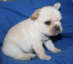 cachorros de bulldog frances registrados  para la venta


            


            