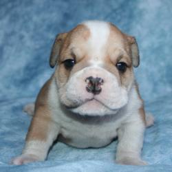             cachorro de raza bulldog Ingles 


            


            


            