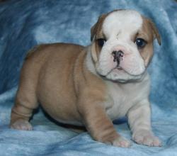 cachorro de raza bulldog Ingles 


            


            