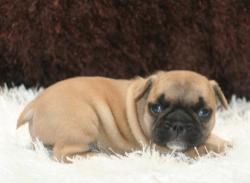 Cachorros de raza Bulldog Ingles para la venta del criadero Nutibara Bulldogs -Pet shop Special Dogs 


            


            