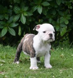 Bulldog