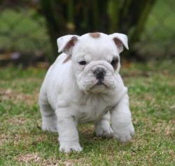 Bulldog