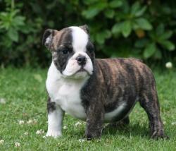 Cachorros para la venta de raza bulldog ingles del criadero Nutibara bulldogs


            


            