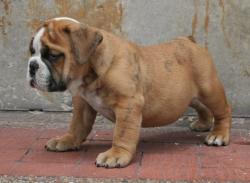 

             ejemplar de bulldog ingles para la venta       
            


            


            


            