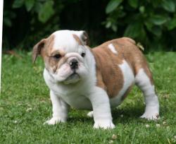 Bulldog