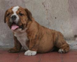 
Cachorros, ejemplar de raza bulldog ingles para la venta 
            


            