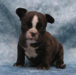 Cachorros de raza Bulldog frances 

            


            