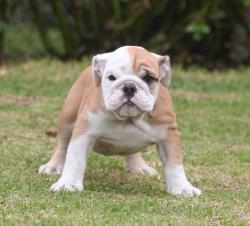 Cachorros de raza Bulldog Ingles para la venta del criadero Nutibara Bulldogs -Pet shop Special Dogs 




            


            