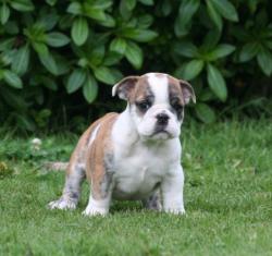 Cachorros para la venta de raza bulldog ingles del criadero nutibara bulldogs



            


            