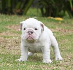 

            Cachorros de raza Bulldog Ingles para la venta del criadero Nutibara Bulldogs -Pet shop Special Dogs


            


            


            