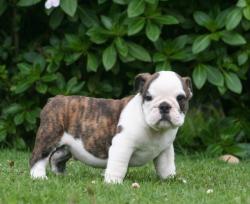 Bulldog