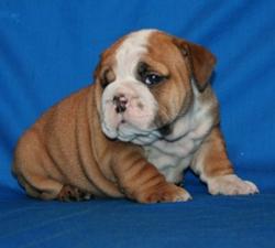 Ejemplares de Pura raza E.Bulldog registrados 
Disponible 


            


            