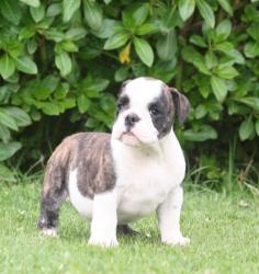 Cachorros para la venta de raza bulldog ingles del criadero nutibara bulldogs


            


            