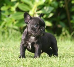 Cachorros de Bulldog frances para la venta del criadero Nutibara Bulldogs 

            


            