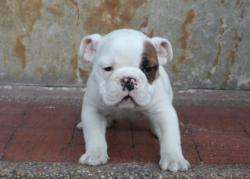 Ejemplares cachorros de Bulldog Ingles para la venta


            


            