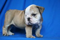             Ejemplares 100% puros para la venta de bulldog Ingles


            


            


            