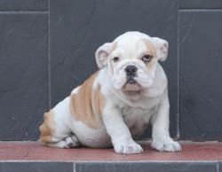 Cachorros de raza Bulldog Ingles para la venta del criadero Nutibara Bulldogs


            


            