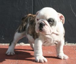 Cachorro de raza Bulldog ingles para la venta del Criadero Nutibara Bulldogs

            


            