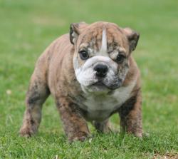 Bulldog