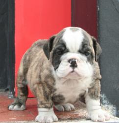 cachorro de raza bulldog Ingles 


            


            