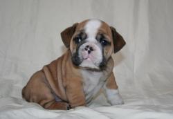 cachorro bulldog  registrados

            


            