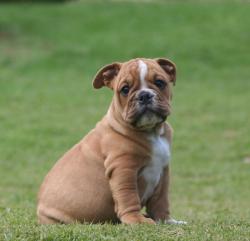 Cachorros de raza Bulldog Ingles para la venta del criadero Nutibara Bulldogs -Pet shop Special Dogs 


            


            