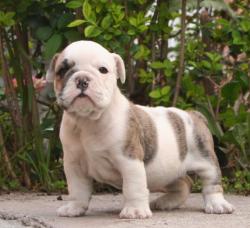            Cachorro de raza Bulldog Ingles para la venta del criadero Nutibara Bulldogs


            


            


            