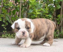 Cachorros de raza Bulldog Ingles para la venta del criadero Nutibara Bulldogs


            


            